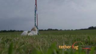 Tether Tug  Small Dog Toy Demonstration