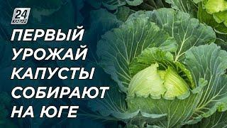 Первый урожай капусты собирают на юге Казахстана