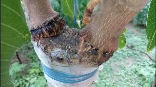 Bark grafting  result  and how to take care