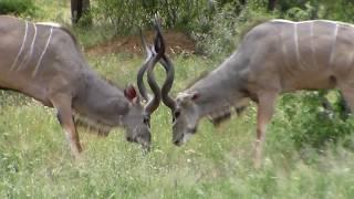 Two Kudu males fighting