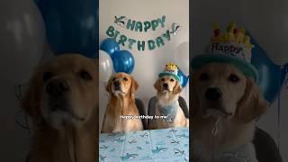 Little Maple turns 1!  #dogshorts #puppy #goldenretriever #dogs #puppyvideos #puppies #doglife