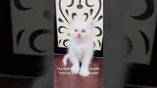 Billu ke chalaak bacche#cat #billucat #catcomedy #sajidcat #catvideo #billug #billicomedy