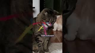 This Is The Best Interactive Cat Toy | The Pack