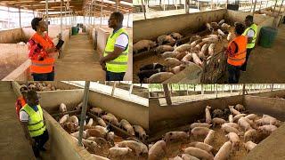 THE FIRST WOMAN IN GHANA WITH LARGE SCALE PIG FARM