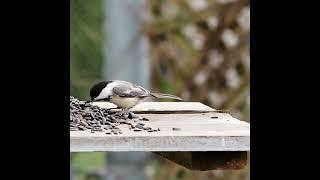 Hungry Chickadees Grabbing Sunflower Seeds - #shorts