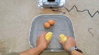 Sailnovo 24 Eggs Incubators for Hatching Eggs, 4 Modes Egg Incubator with Automatic Egg Turning