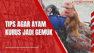 Cara mengobati ayam yang kurus agar gemuk lagi