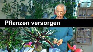 Versorgung der Zimmerpflanzen. Pflanzen Mix versorgen. Düngen, Gießen, Pflege.