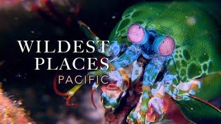 Wildest Places: Pacific Great Barrier Reef