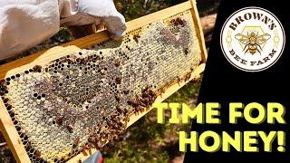 EXTRACTING HONEY from WILD TEXAS BEES