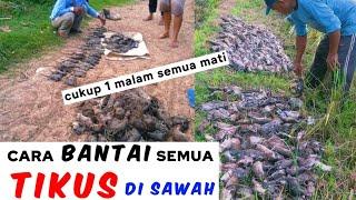 Cukup 1 MALAM SEMUA TIKUS di SAWAH MAT!MENGERIKANcara cepat & ampuh basmi semua tikus di sawah..?