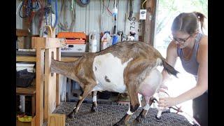 Superior Genetic Nubian Goat: Best Udder on the Farm: ADGA Pedigree Analysis!