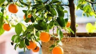 The Best Fruit Trees for Containers, Pot Sizes, Requirements & More!