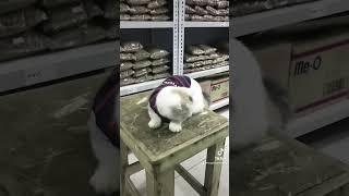 Mochi dan mocha, kucing munchkin gaelic fold #shortvideo#cats#catlover#feedshorts#jualmunchkin