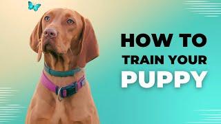 Pawsome Training  A Fun Guide to Train Your Dog