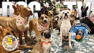 Cute Dog Video for Dogs to Watch  Pure Entertainment for Dogs - Dog TV Holiday Episode