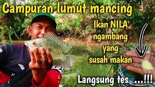 Racikan umpan jitu mancing ikan nila babon ngambang susah makan air hijau