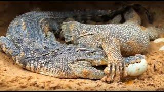 Komodo vs crocodile TOP 4 moments. The bigger one will win