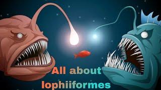 All about lophiiformes fish