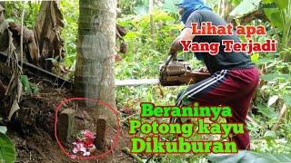 Potong kayu kelapa sangat angker