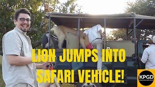 Lion Jumps into Open Safari Vehicle -  Kruger Park Game Drives