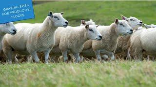 Grazing Principles and Ewe Grazing Management: Sustainable Sheep Systems