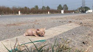 "Mom where are you? I'm hungry" the kitten crying desperately begging for help, I adopted it!