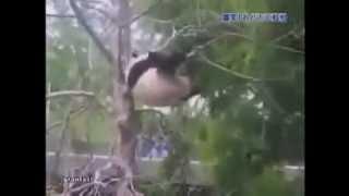 Панда кунг-фу против дерева