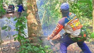 Detik detik tali lepas dari tarikan mobil di saat penebangan pohon kelapa yang bolong berlangsung