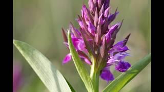 Orchids in Russia