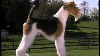 Wire Fox Terrier - AKC Dog Breed Series