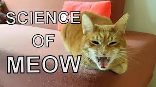 Alvi cat : cat language - 7 different meanings of 'meow'