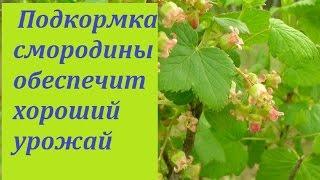 193. Смородина. Главная подкормка в период цветения.