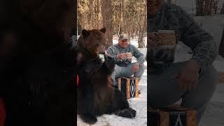 Секрет силачей - медвежья слюна  #strong #shotrs #bears