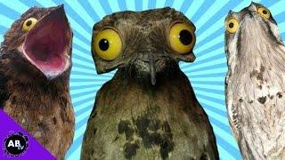 World's Weirdest Birds! 5 Weird Animal Facts : Ep. 32 - AnimalBytesTV