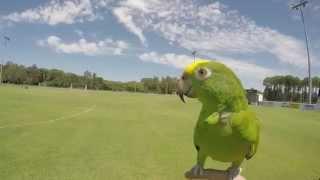 Aztec (Amazon Parrot) Flying Slow Motion