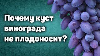 Почему взрослый куст винограда не плодоносит?