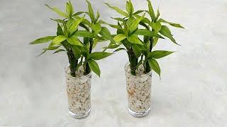 Grow lucky bamboo plants in a glass of water | Grow cuttings from plants | Grow in water