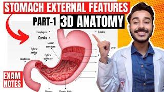 Stomach Anatomy 3D | external features of stomach anatomy | anatomy of stomach external feature