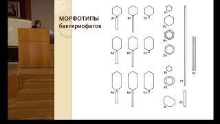 Зимин Андрей Антонович. Бактериофаговая трансдукция и бактериофаговая терапия