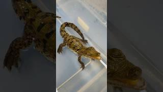 A Baby Crocodile’s First Conversation! #gatorland #crocodile #babyanimals