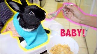 TREATING MY RABBIT LIKE A BABY FOR A DAY