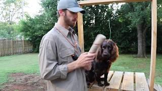 Force Fetching your Boykin Spaniel (Training Tula 005)