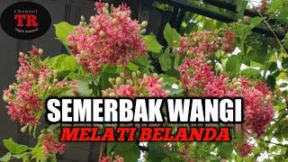 Semerbak Wangi Melati Belanda