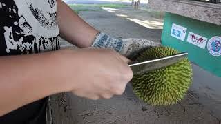 How to Open a Durian - Fast, Easy & Simple - Detailed Guide in Under a Minute!