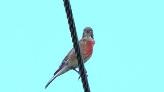 4K Samiec makolągwy podśpiewuje / Male linnet singing / Linaria cannabina