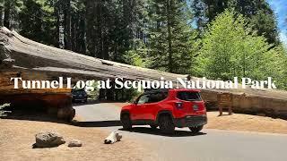 Tunnel Log at Sequoia National Park