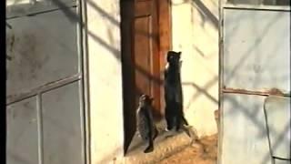 Cats commit a crime as a team + Surprise bonus / Котки извършват престъпление в екип  + Изненада