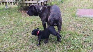 accouplement de chiens : cane corso chevauche un chiot bouledogue français