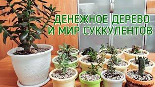 Денежное дерево и мир суккулентов.